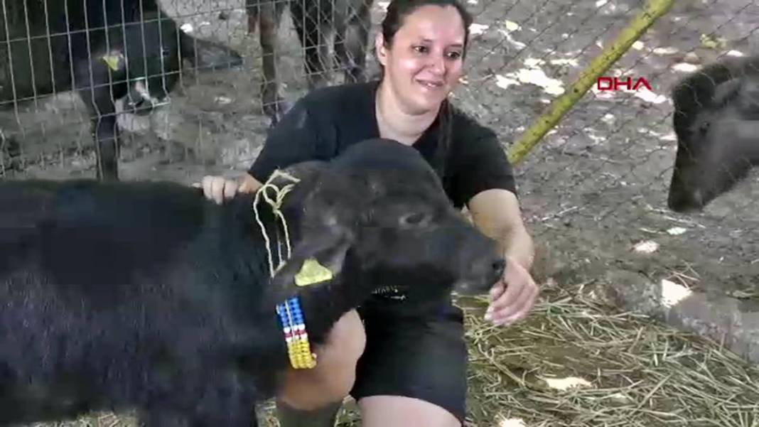 İş bulamayınca köyüne dönüp manda sütü satmaya başladı: Şimdi patron oldu! İletişim fakültesi mezunuydu, besici oldu 11